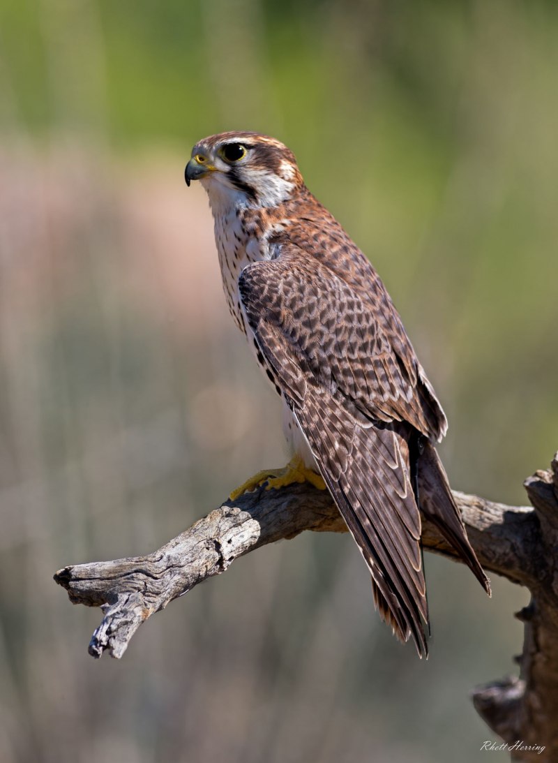 Кобчик (Falco vespertinus)