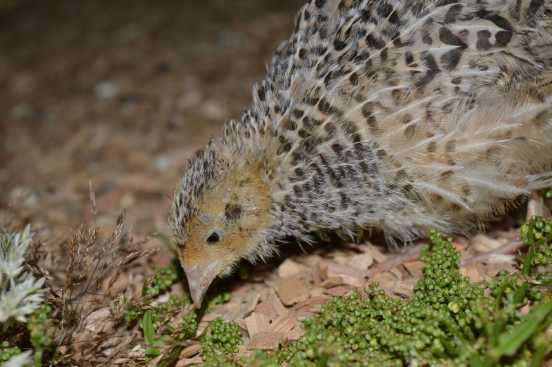 Капский Турач (Francolinus capensis)