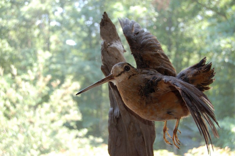 Турухтан (Philomachus pugnax)