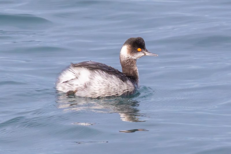 Черношейная поганка Podiceps nigricollis