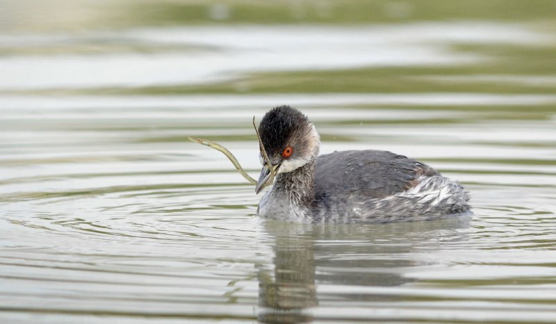Черношейная поганка Podiceps nigricollis