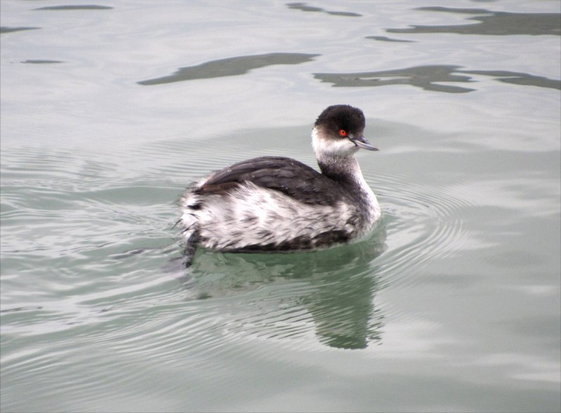 Черношейная поганка Podiceps nigricollis
