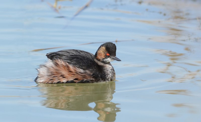 Podiceps nigricollis фото