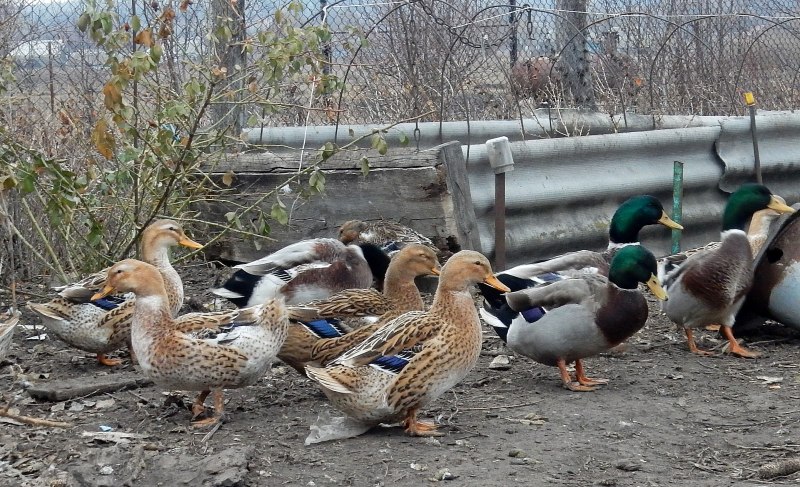 Утки в хозяйстве