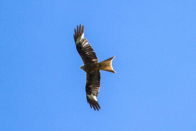 Falcon vs Hawk