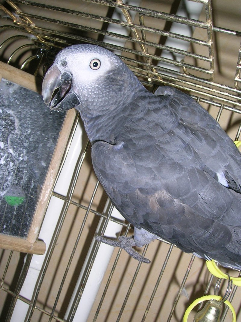 Попугай жако Григорий