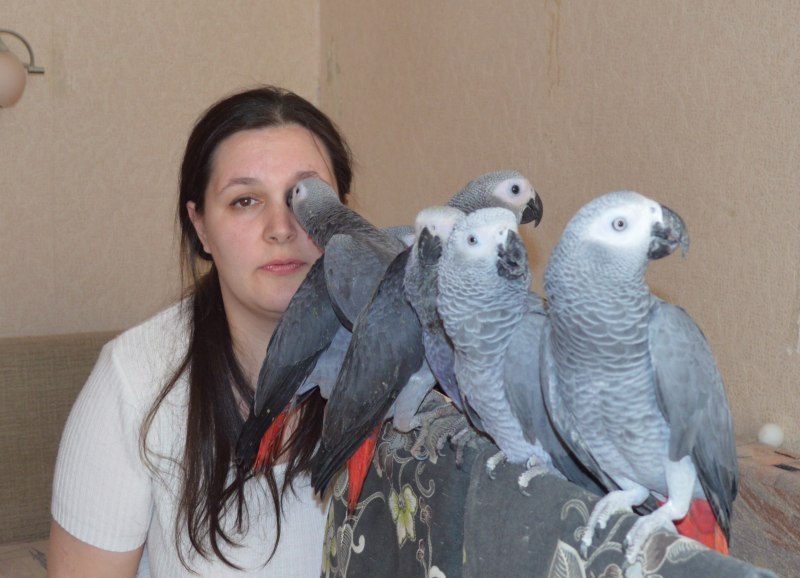 Попугай жако