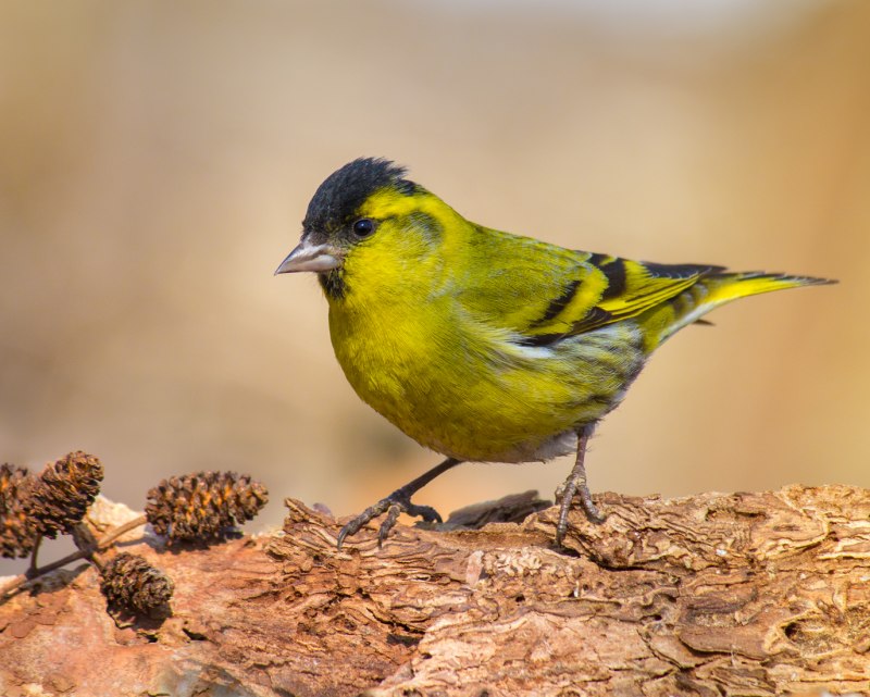 Чиж (Spinus Spinus (Carduelis Spinus))