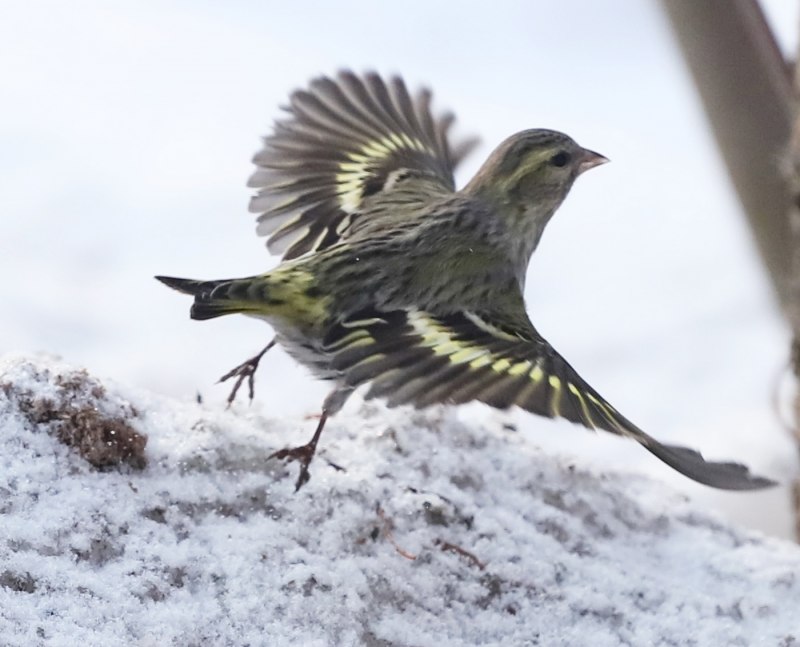 Чиж (Spinus Spinus (Carduelis Spinus))