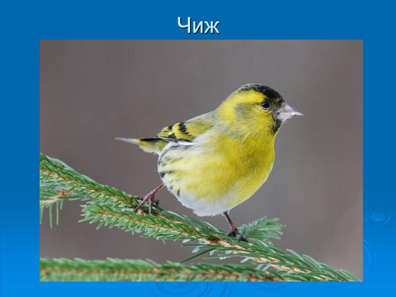 Чиж (Spinus Spinus (Carduelis Spinus))