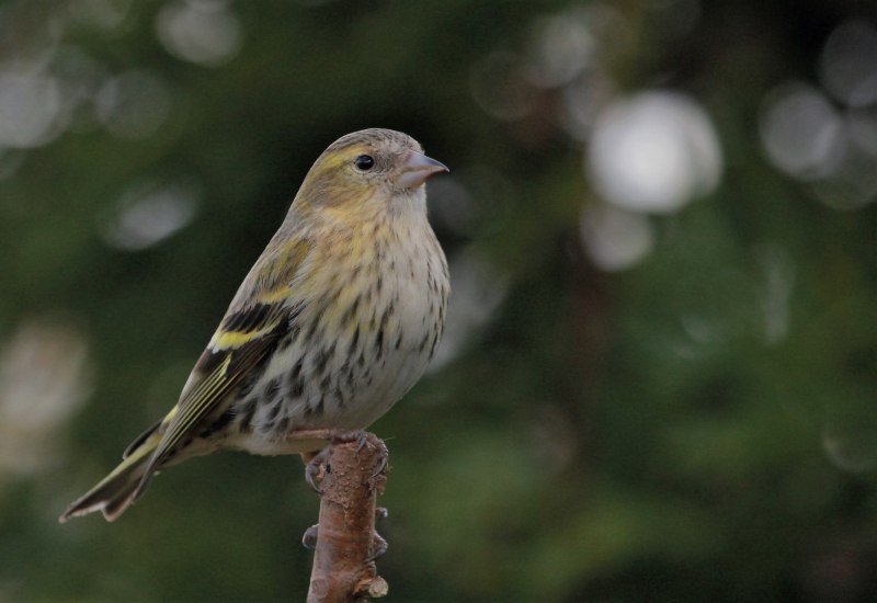 Carduelis Spinus