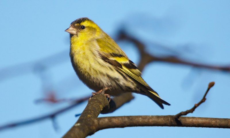 Carduelis Spinus