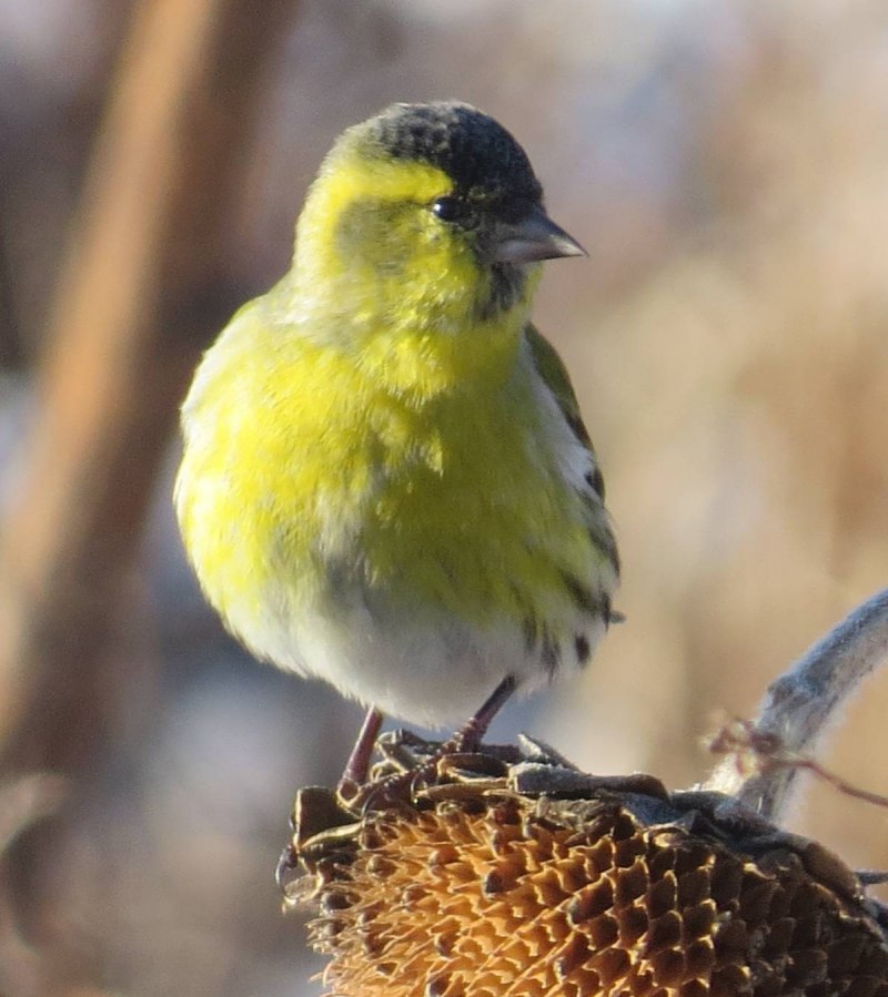 Carduelis Spinus
