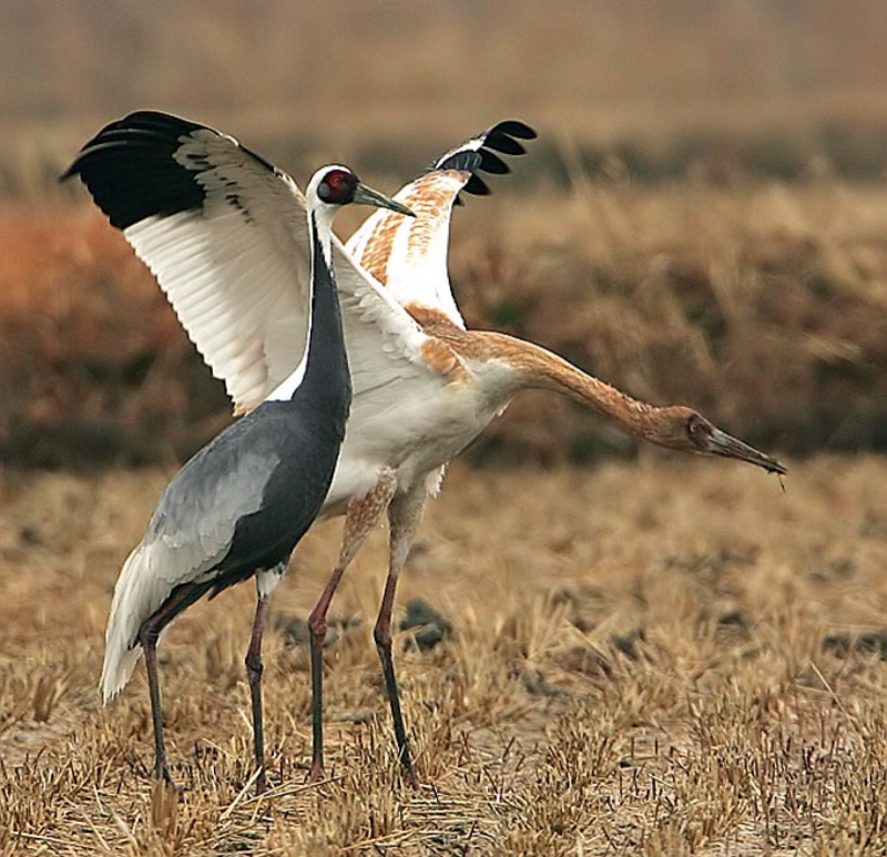 Grus leucogeranus Стерх