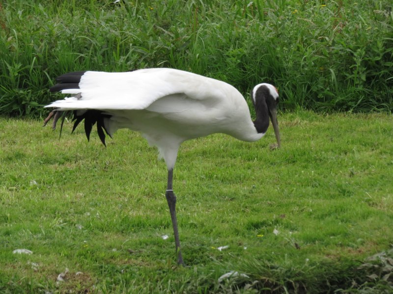 Grus japonensis