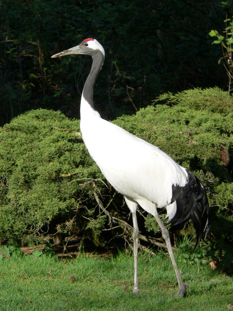 Японский (Уссурийский) журавль Grus japonensis