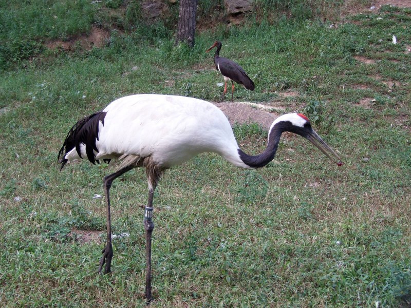 Red crowned Crane