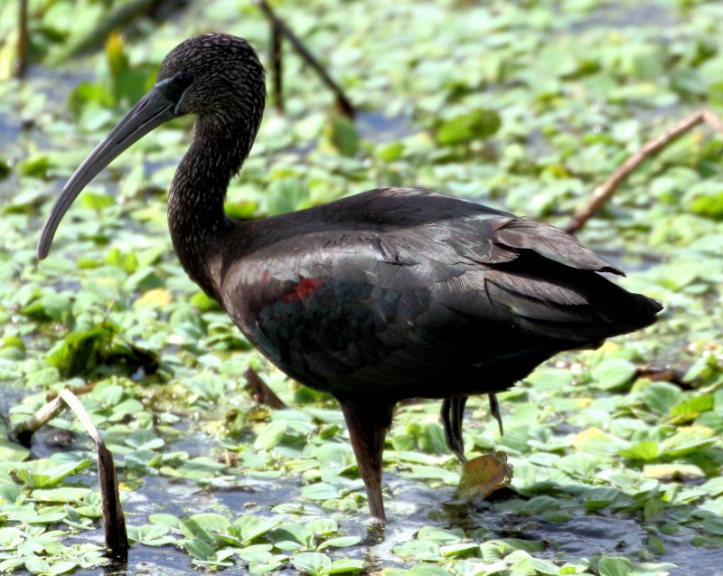 Черная речная птица (40 фото)