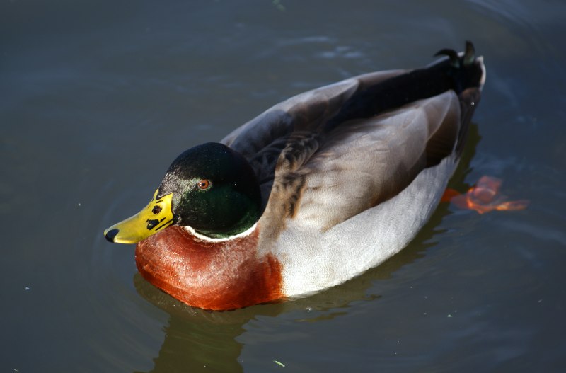 Gallinula chloropus