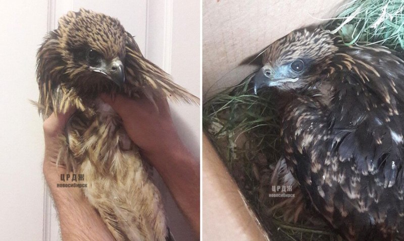 Коршун птицы Ульяновск