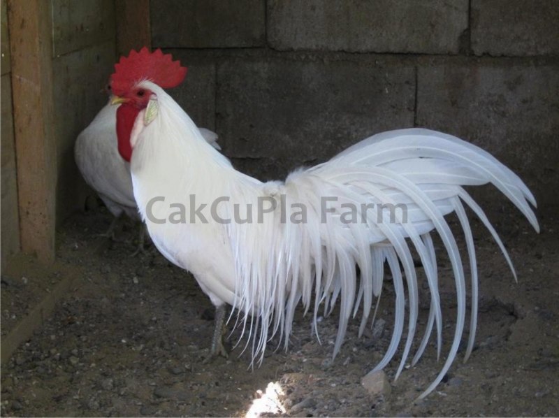 Белый Феникс курица