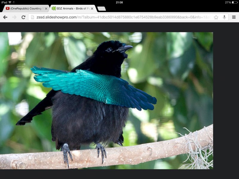 Райская птица черная (39 фото)