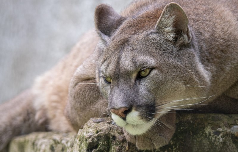 Puma Jaguar Judy