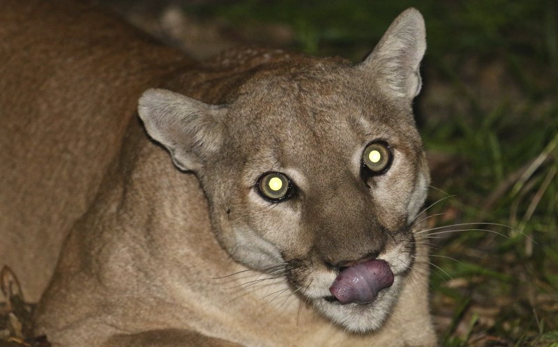 Spotted cougar