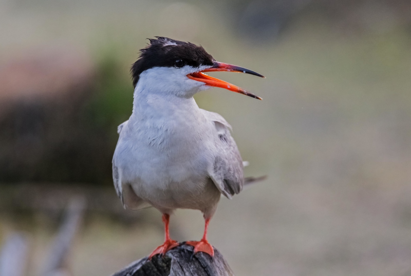 Remarkable Birds