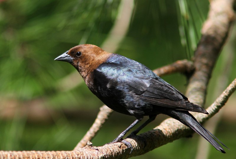 Cowbird птица