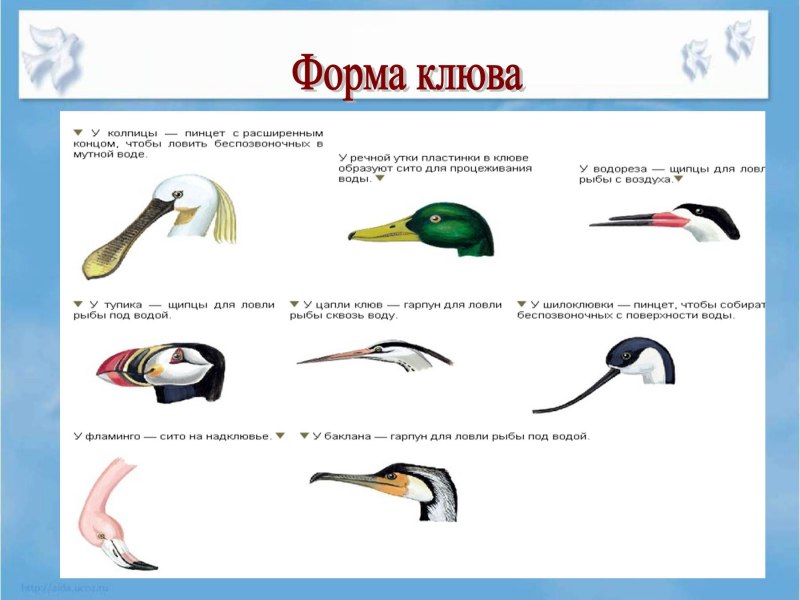 Виды клювов