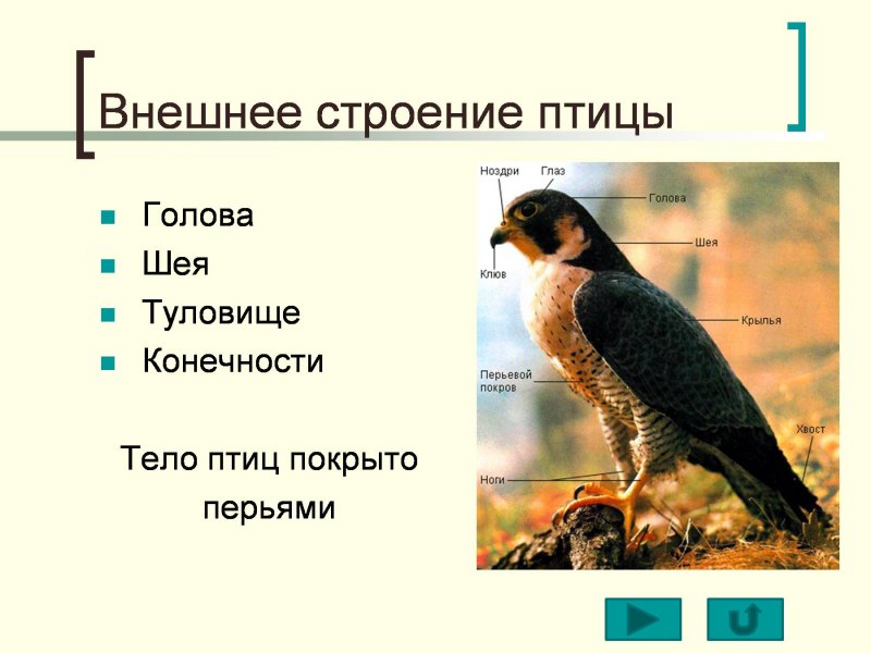 Внешнее строение птиц