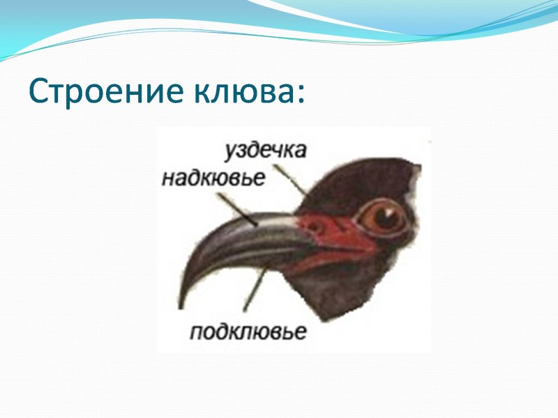 Bucorvus leadbeateri