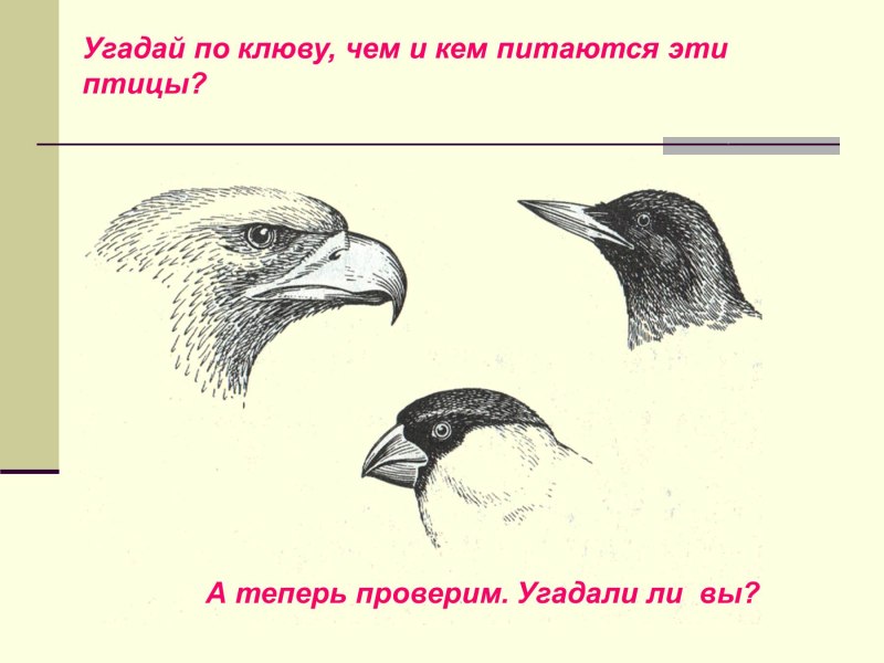 Клюв пеликана