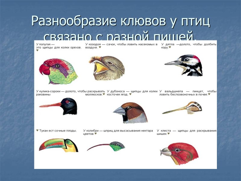 Строение клюва птицы