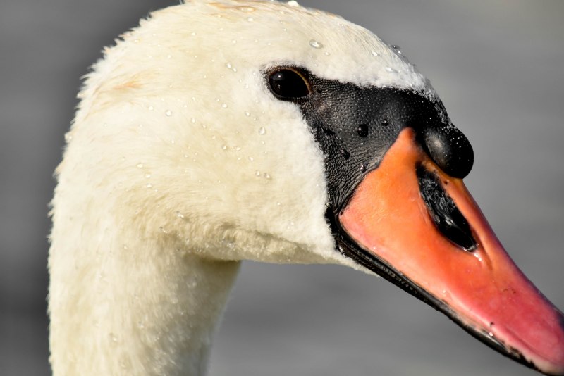 Bird beak Shapes