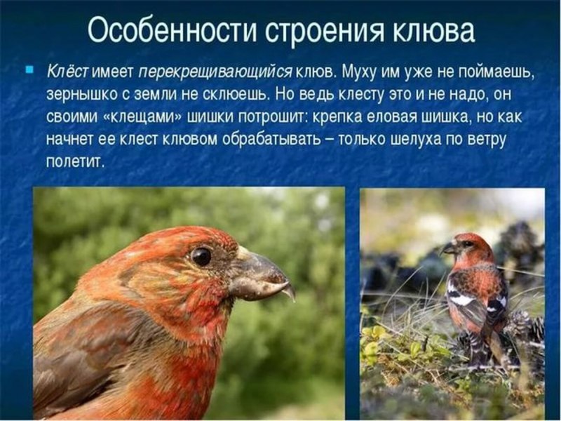 Животное с длинным клювом