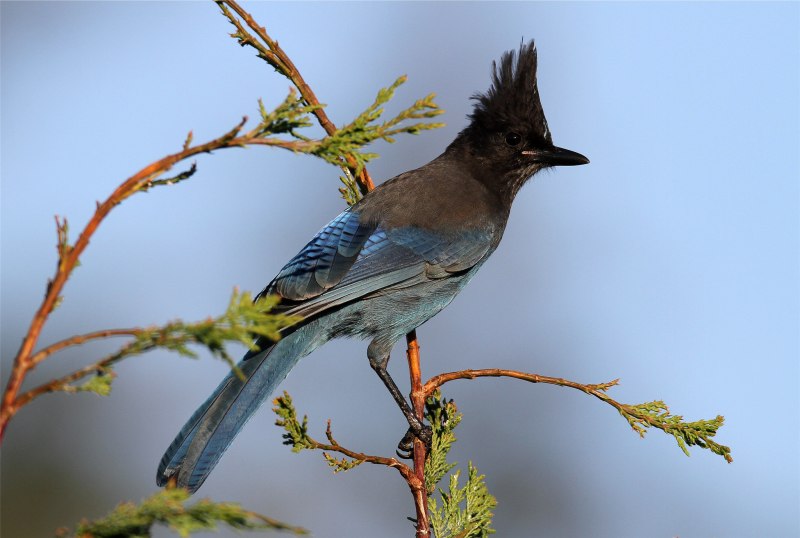 Blue Jay and Magpie