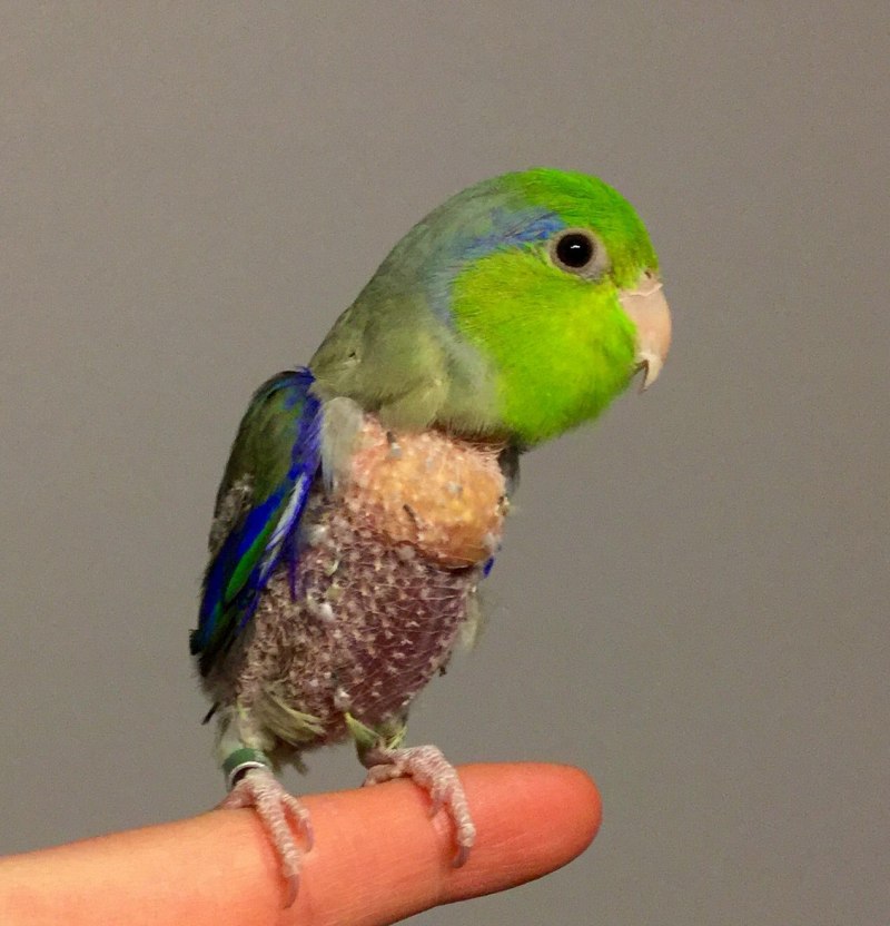 Forpus Coelestis