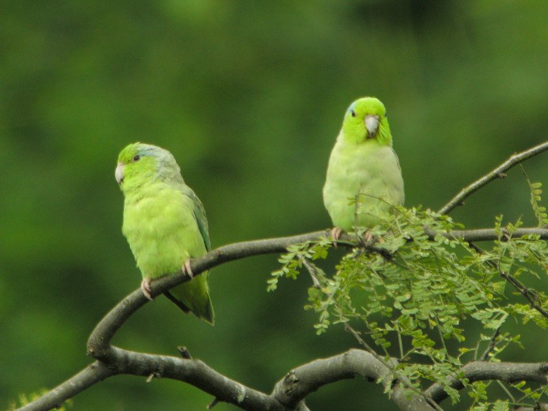 Forpus Coelestis