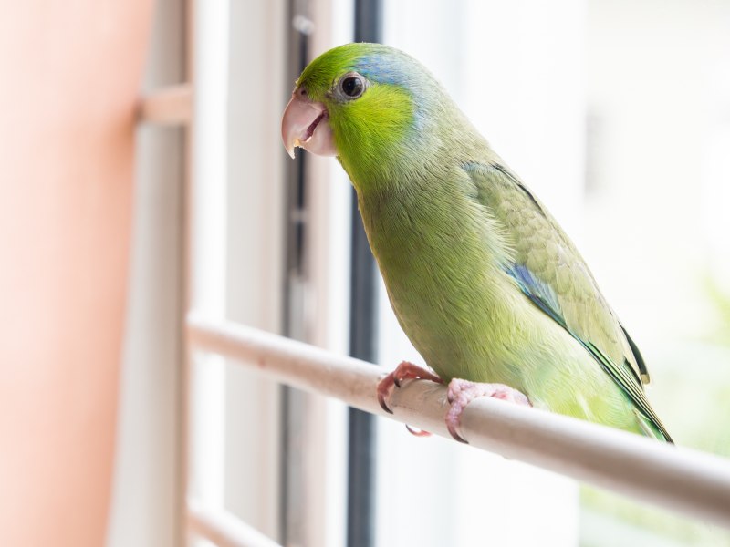 Forpus Coelestis