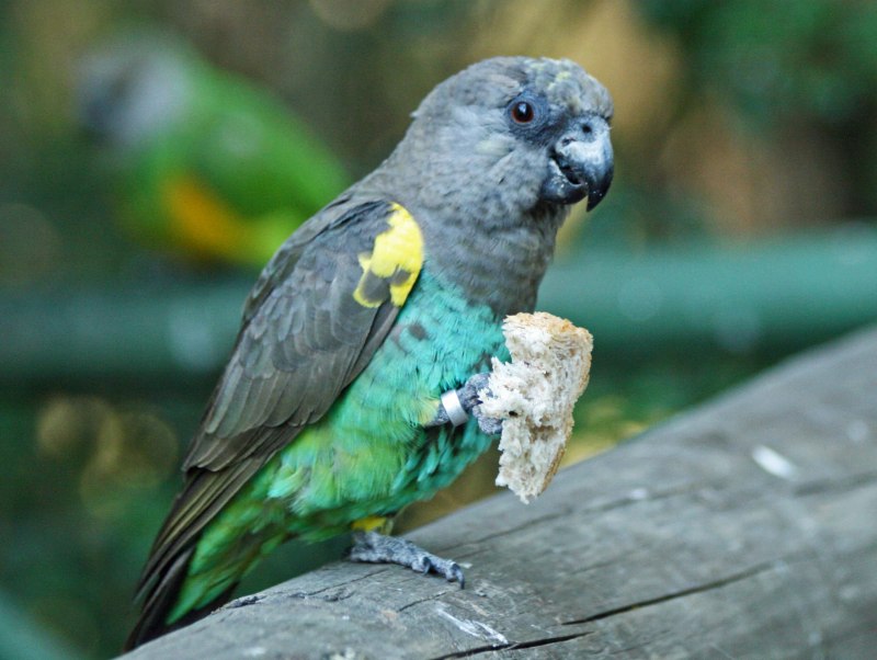 Мейеров длиннокрылый #попугай (лат. #Poicephalus meyeri