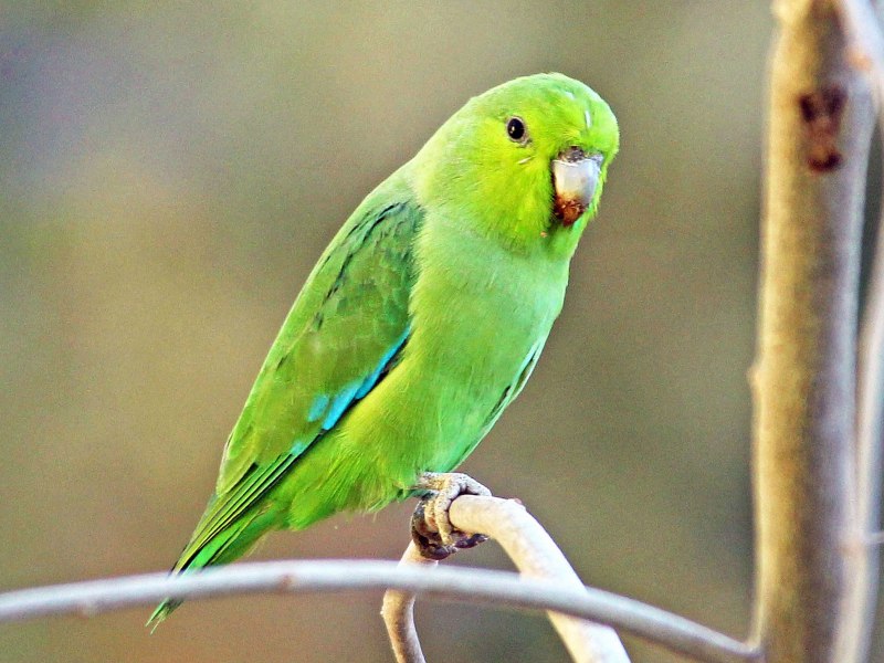 Forpus cyanopygius