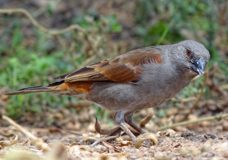 Passer gongonensis