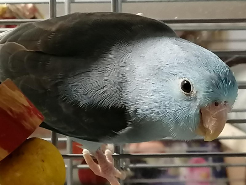 Forpus xanthopterygius