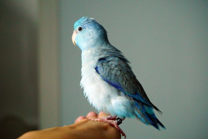 Parrotlet Pacific Blue