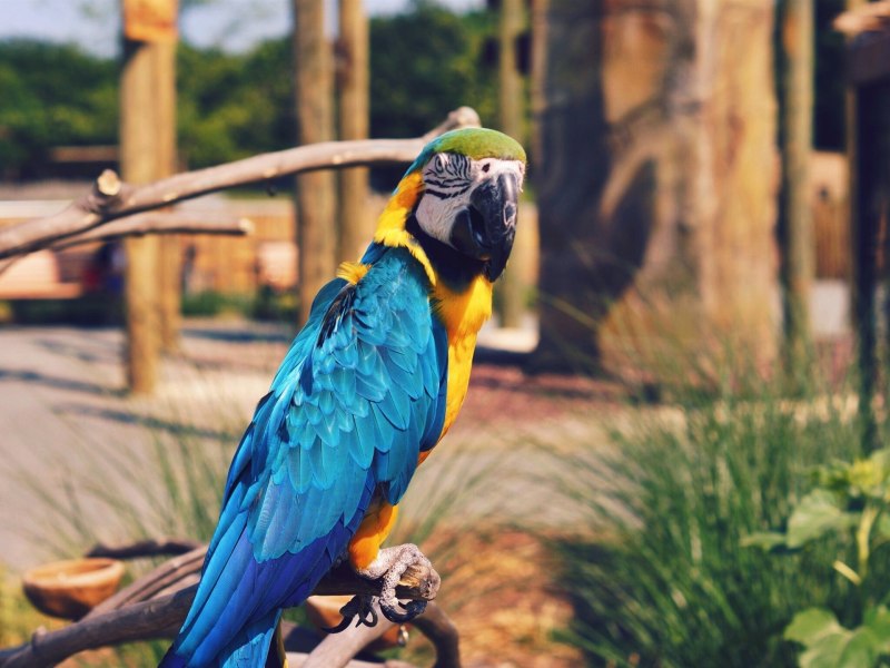 Попугай Macaw