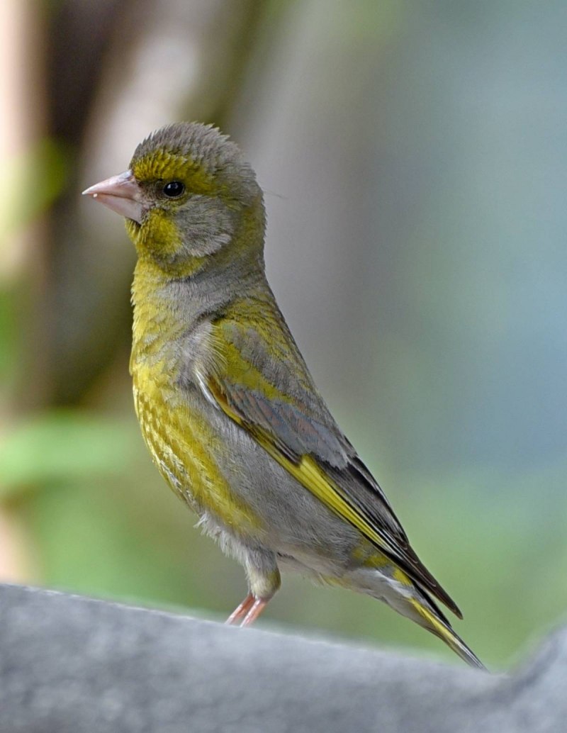 Зеленушка (Chloris Chloris)