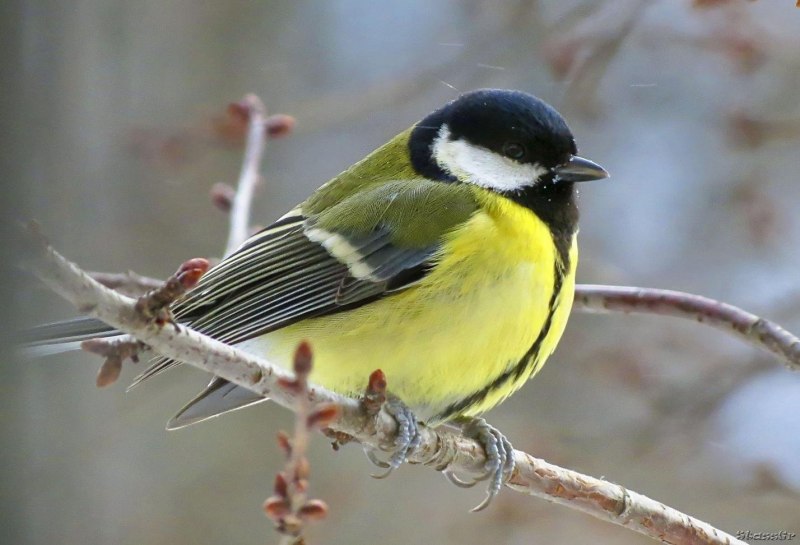 Finch птица