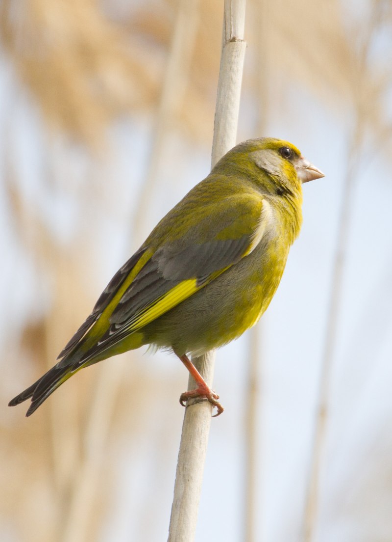 Chlorophonia cyanea